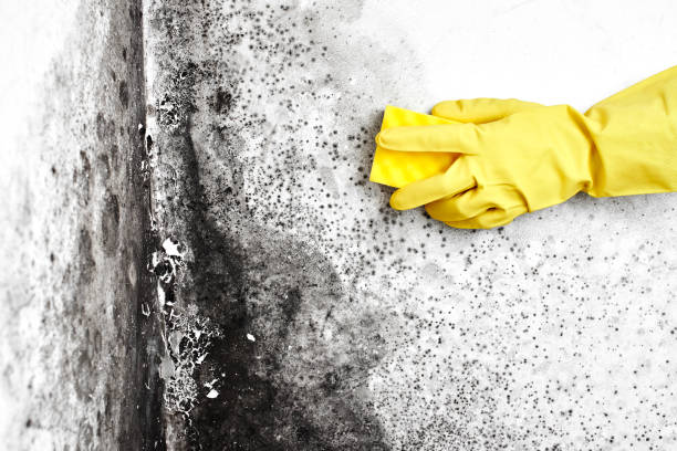 Best Residential Mold Removal  in Locust Valley, NY