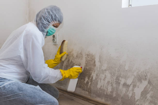 Professional Mold Removal in Locust Valley, NY