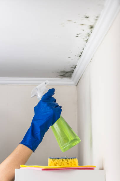 Best Commercial Mold Removal  in Locust Valley, NY